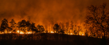 Wildfire with silhouettes of trees