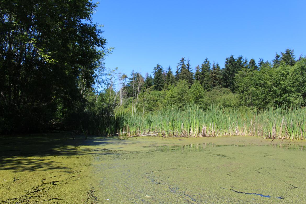 VIU’s MABRRI collaborates with the Friends of French Creek Conservation Society to determine the social and ecological value and importance of property proposed to become protected parkland.