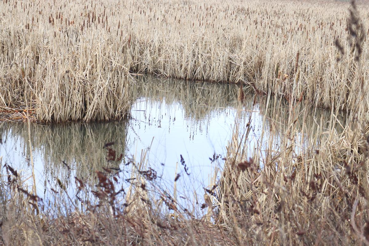 Buttertubs Marsh.