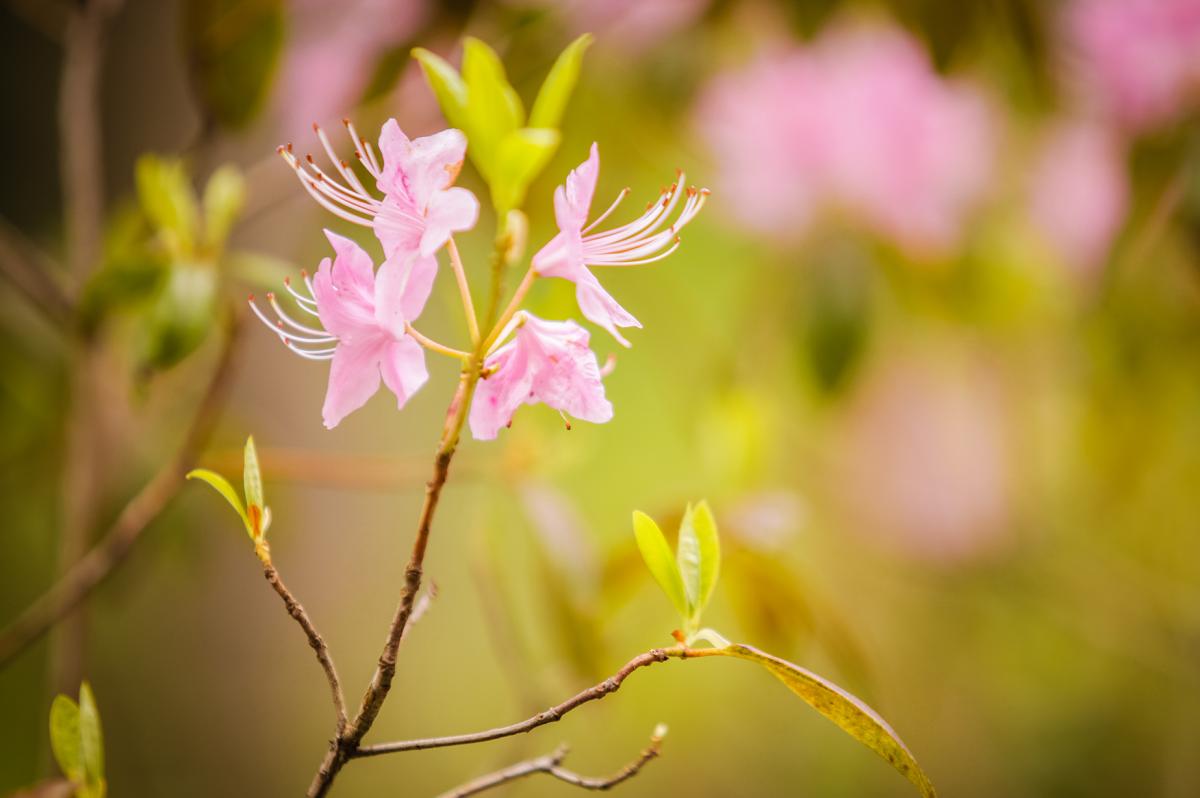 A pink flower.