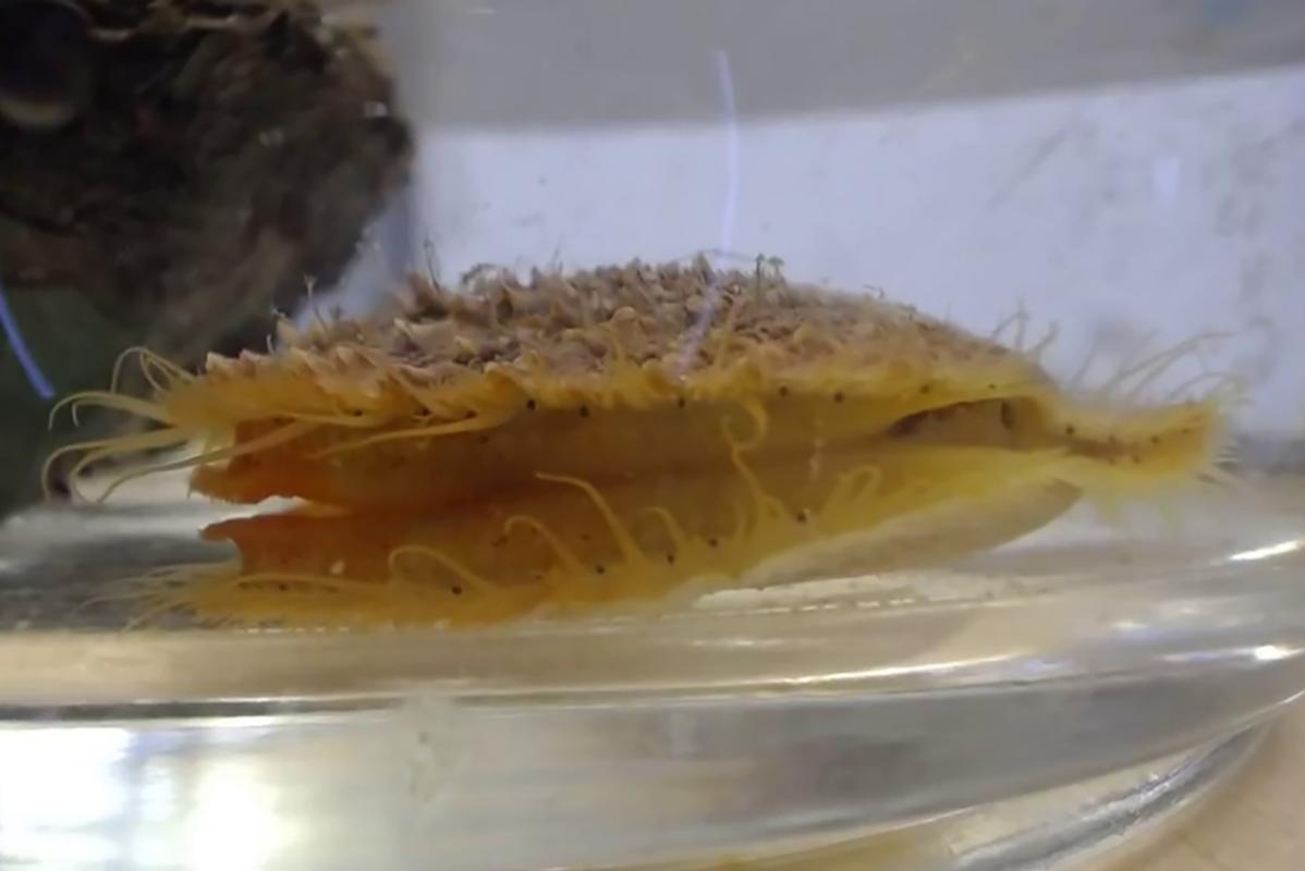 A yellow and tan scallop sits in the bottom of a bowl filled with water.