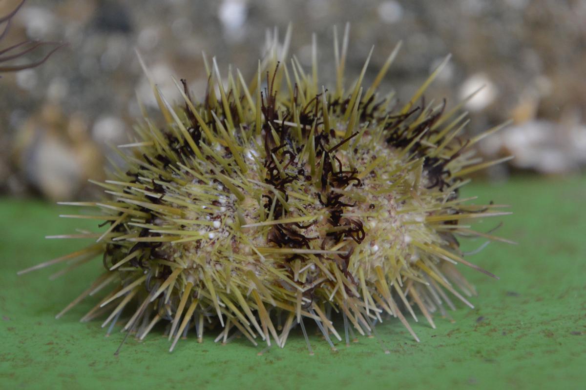 A sea urchin with brown stripes and green spikes.