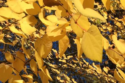 Yellow Katsura leaves on a tree