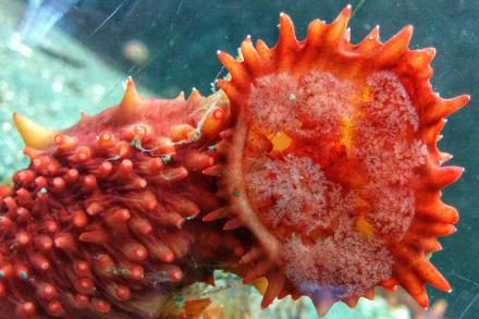 An orange sea cucumber in one of Deep Bay's touch tanks