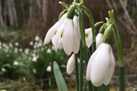 A bundle of white snowdrops are starting to bloom at Milner Gardens & Woodland