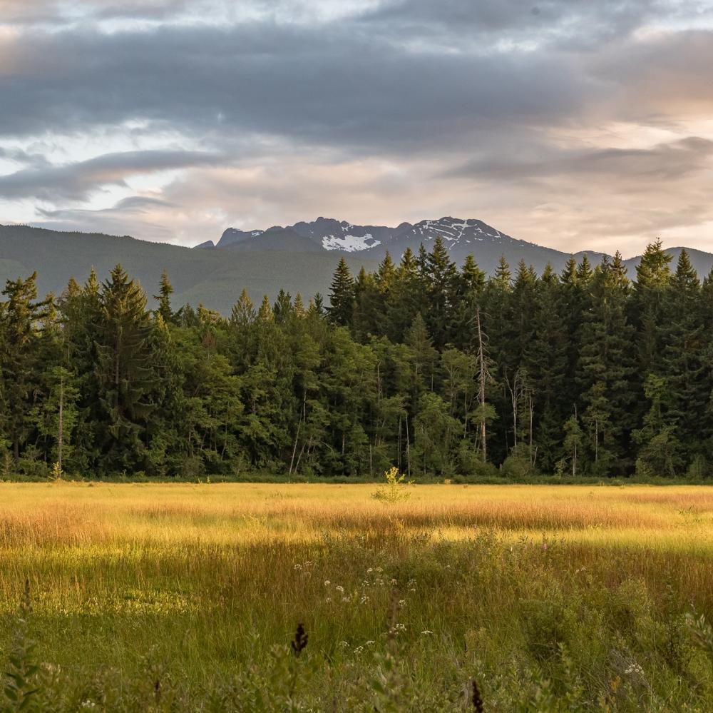 A wetland with low yellow and light green grass with trees and a mountain range in the background.